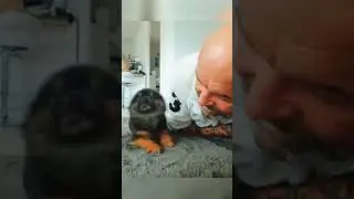 Милый щеночек вам в ленту