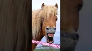 ПРИРУЧЕНИЕ ЭКВУСА В ARK SURVIVAL EVOLVED MOBILE 2024! #shorts #memes #cute #мемы #конь #арк #ark