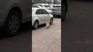 Танец литвина😀👍