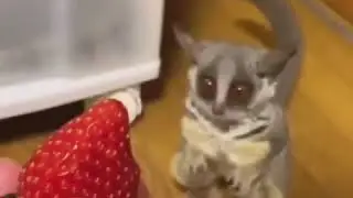 O animal mais fofo do mundo