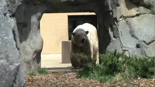 Dancing Polar Bear
