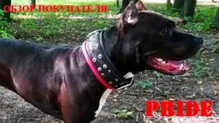 ОБЗОР ПОКУПАТЕЛЯ /PRIDE