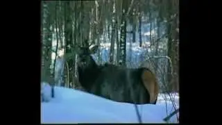 СОХОНДИНСКИЙ ЗАПОВЕДНИК