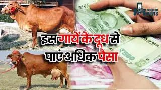 इस गायें की नस्ल के दूध से पाएं ढेर सारा पैसा, सरकार की ओर से इतनी Subsidy | Dairy Farming