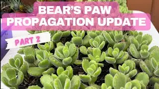 WHAT HAPPENED TO MY BEAR’s PAW PROPAGATION (a video update!)