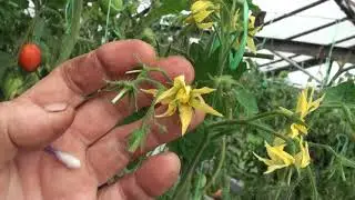 Как вывести новый сорт томата