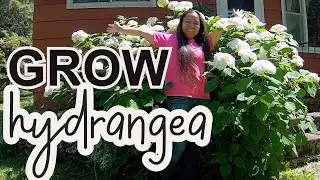 HOW TO GROW ANNABELLE HYDRANGEA OR HYDRANGEAS AND FLOWERING IN ZONE 3 AREAS VLOG