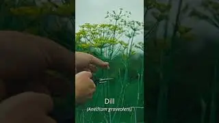 Edible Flowers for a Permaculture Kitchen Garden  #gardening