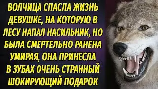 Волчица спасла жизнь девушке, на которую напал насильник, и сделала необычный подарок перед смертью