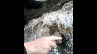 Crab discovery