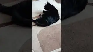 Даже черные кошки хотят быть чистыми