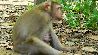 Haknuman at Angkor wat temple 19