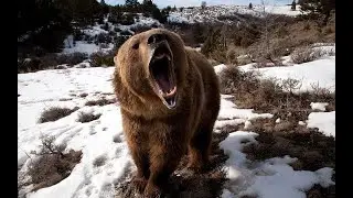 Animal Attacks On Humans