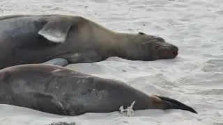 Sea Lion Walking 
