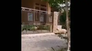Баран и ворота... История леденящая кровь !!!