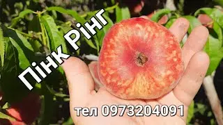 Пінк Рінг