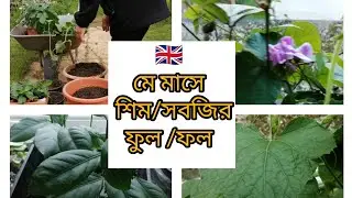 ইংল্যান্ডে দেশী শিম(সবজি) গাছে কি সার দিলে প্রচুর পরিমাণে ফুল বা সবজি হয় || Eggshell Fertilizer