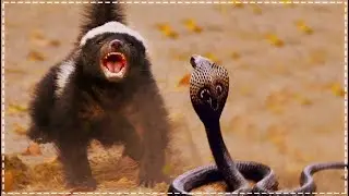 Miodożer (Ratel miodożerny).  Nieustraszony geniusz