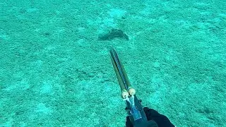 Spearfishing-White Grouper-Trigger Fish - Zıpkınla Balık Avı Kıbrıs-Beyaz Lahos-Domuz Balığı-Sorgoz