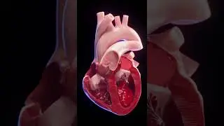 3d animated blood flow of the heart  