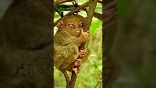 Cute Tarsiers