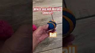 MR. Murphy the Dachshund has a choice!! #Shorts #cutedog