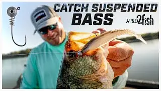 How to Catch Suspended Bass on Jig and Minnow Plastics
