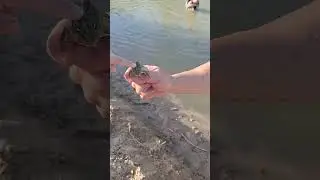 крези#фрог#😀😀😀