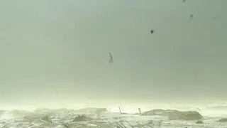 Flight of the gyrfalcon .Політ кречета.Полет кречета.رحلة جيرفالكون  Falco rusticolus flight.