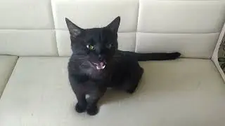 просто кот