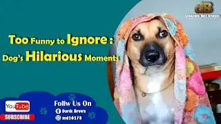 Too Funny to Ignore : Dog’s Hilarious Moments