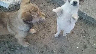 милые собачки