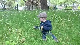 Dandelions