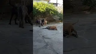 Fila Brasileiro - Sansão e as Dalilas intrometidas, selvagens e mimizentas.