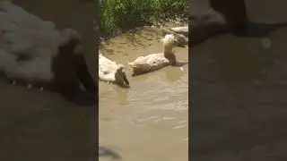 Утки ХОХЛАТКИ , как попали на поле?