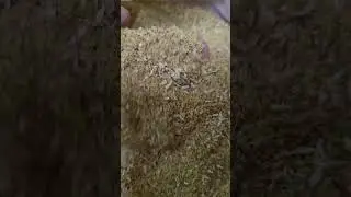 Цветки и Лепестки ромашки