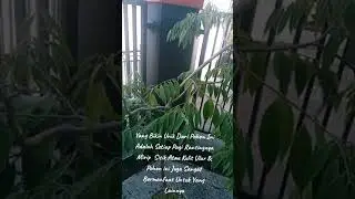 Jenis Pohon NAGASARI Asli Dari Makam Sunan Gunung Jati #fypシ゚viral #fy