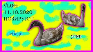 VLOG. УТКИ, ЛЕБЕДИ. 2020