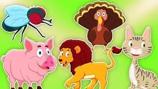 звук песня животных | животное песня | названия животных песня | Animal Sound Song
