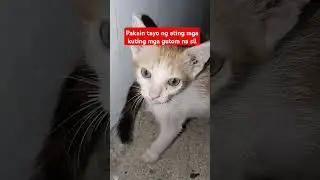 Pakainin nating mga kuting,gutom na sila😻😻😸😸