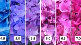 Colorful Secrets: How Soil pH Influences Flower Color?