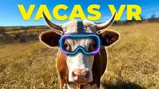 Vacas en realidad virtual | VR Experience #1