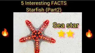 Facts : The sea star(Starfish)#starfish #education #facts #generalscience