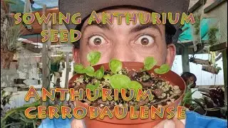 Sowing Anthurium Seed, Anthurium cerrobaulense