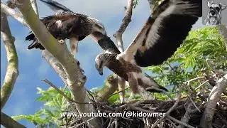 Practice Makes Perfect! EAGLE Chicks working hard to Fledge soon!