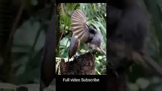 #bhingi bhingi rato me .// birds