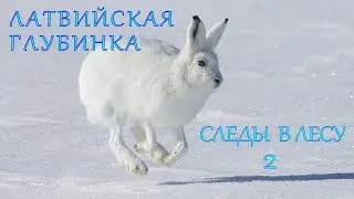 Латвийская глубинка# 3  Следы в лесу 2