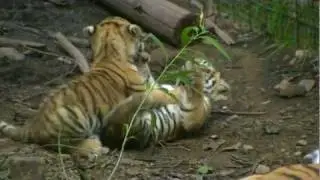 - ANIMAL  Tiger babies playing 1  Pilsner ZOO