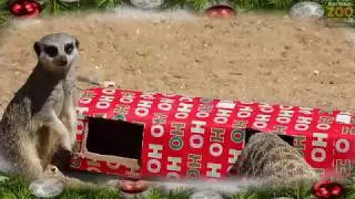 Meerkats Xmas