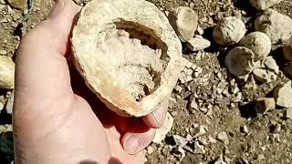 Ракушка в камне из древнейшей истории Сахалина, весна 2024 г.